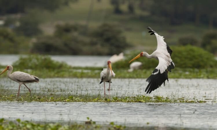 Naivasha National Park